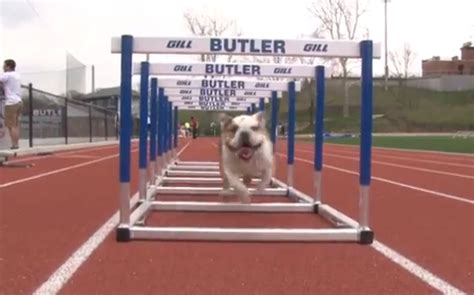 Buler Bulldog Mascot Merchandising: A Lucrative Business